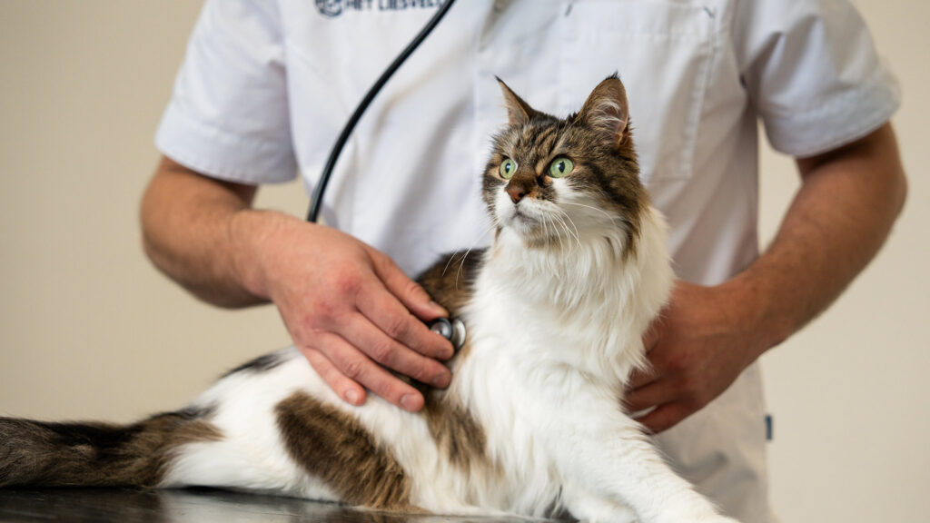 Achtergrondinformatie Aandoeningen Bij Katten Dierenkliniek Het Liesvelt 8813